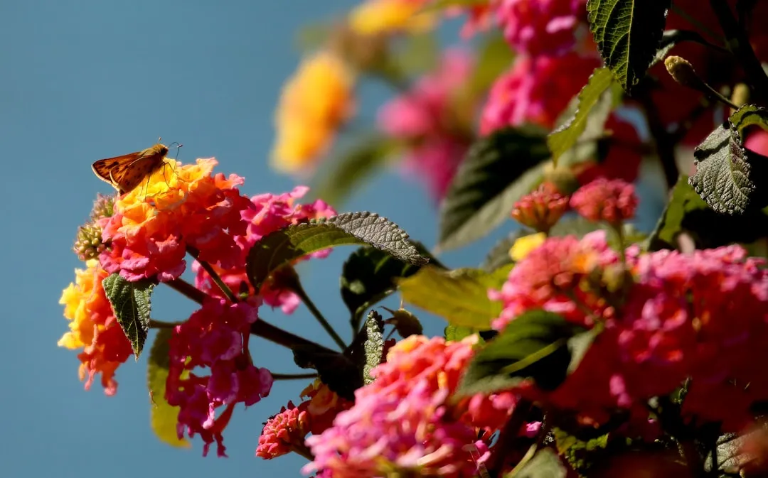 3. California Fuchsia (Epilobium canum): Late Summer's Best Show (Image Credits: Unsplash)