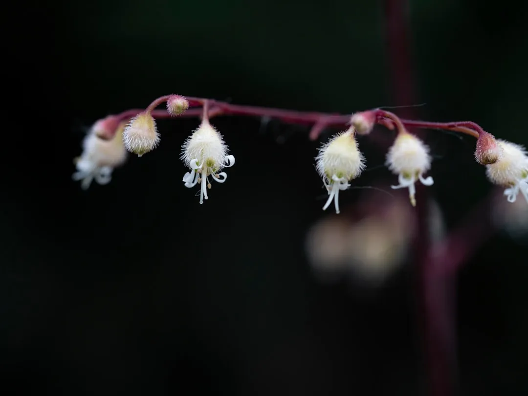 Epimedium (Barrenwort) (Image Credits: Unsplash)