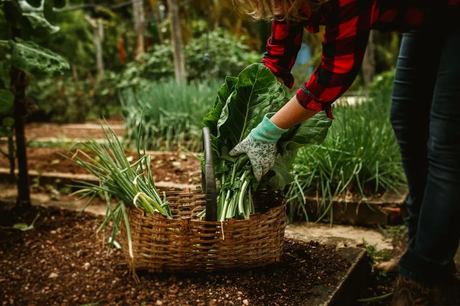 The Fenway Victory Gardens: Living History (Image Credits: Pexels)