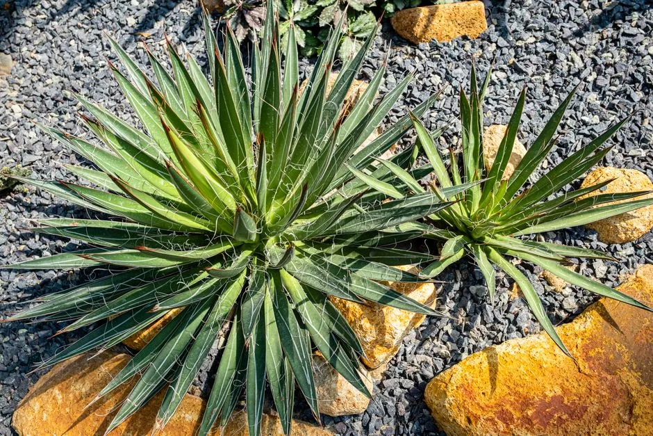 The Bigger Picture: Water Conservation in Los Angeles (Image Credits: Pexels)
