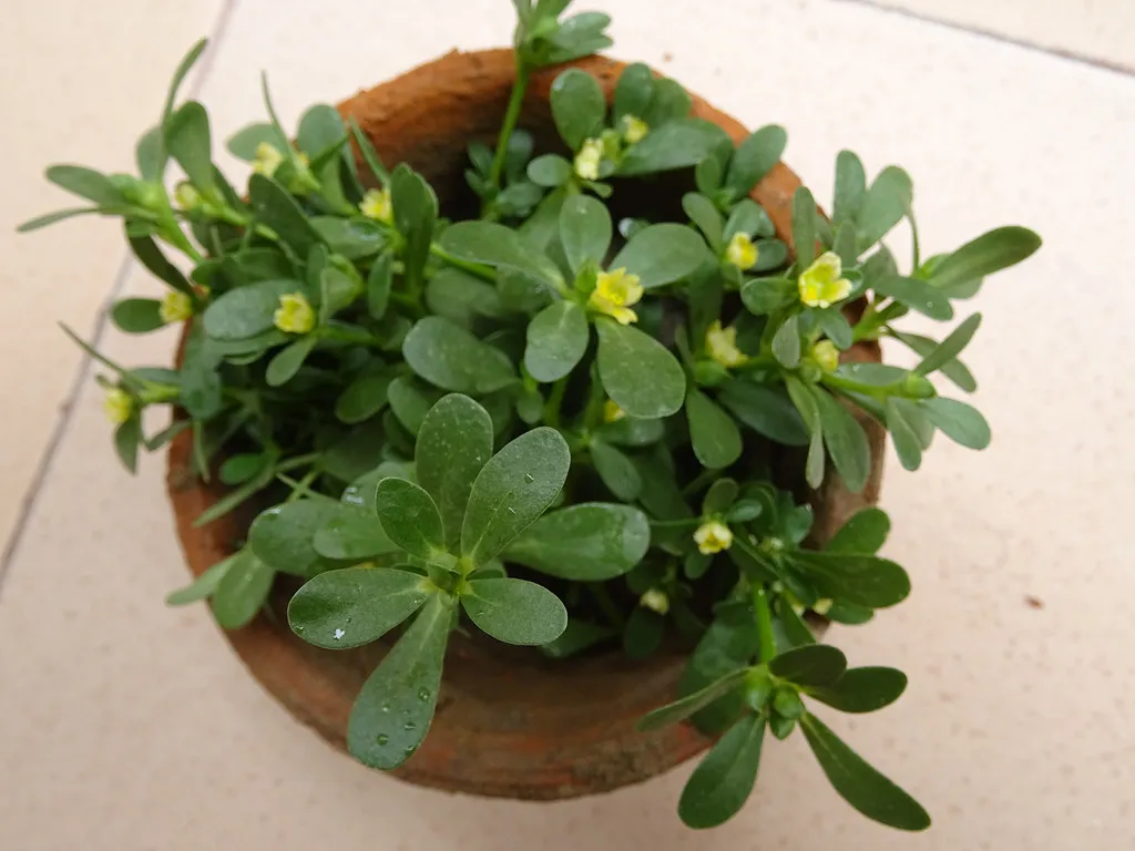 Purslane (Portulaca oleracea): The Overlooked Omega-3 Accumulator (nutrilover, Flickr, CC BY 2.0)