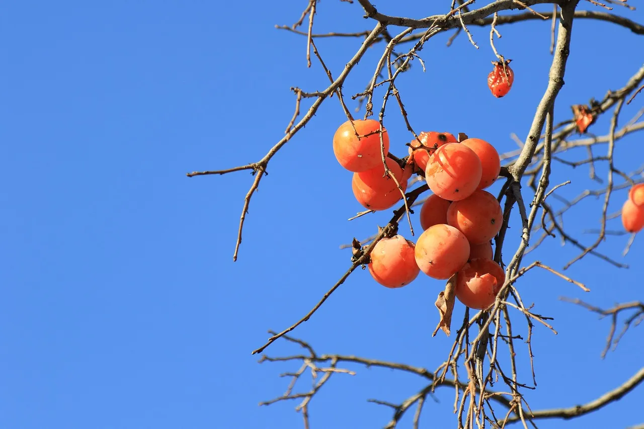 7. Persimmon: Low Fuss, Gorgeous Fruit (Image Credits: Pixabay)