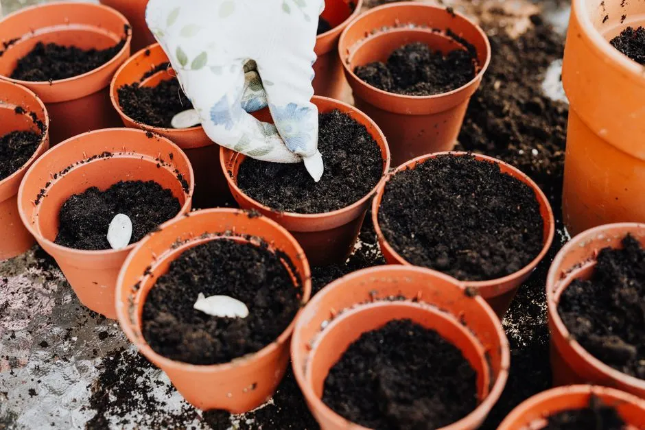The Winter Sowing Method: An Outdoor Alternative (Image Credits: Pexels)