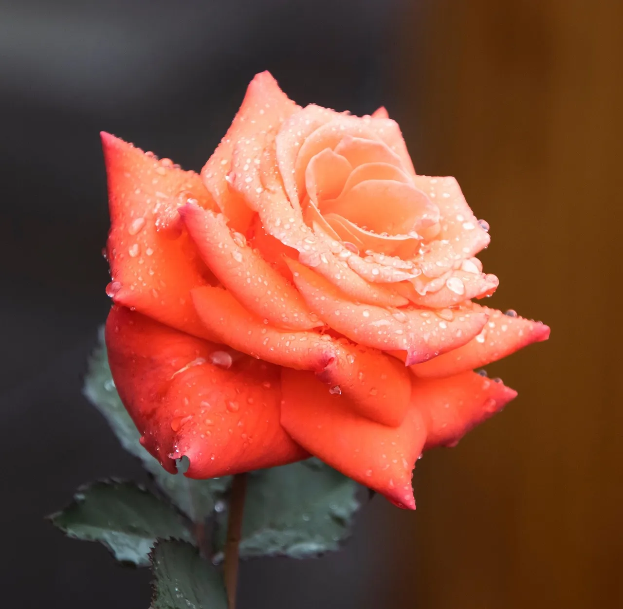 3. Rose Water as a Toner (Image Credits: Pixabay)