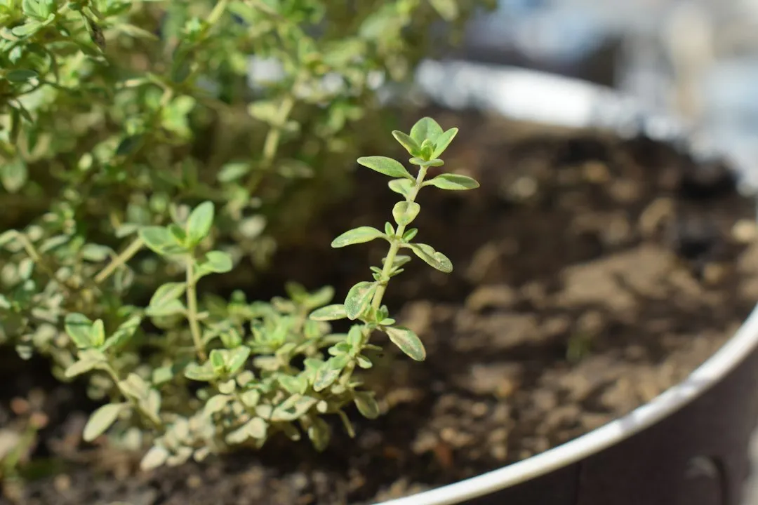 What This Means for Home Gardeners and Cooks (Image Credits: Unsplash)