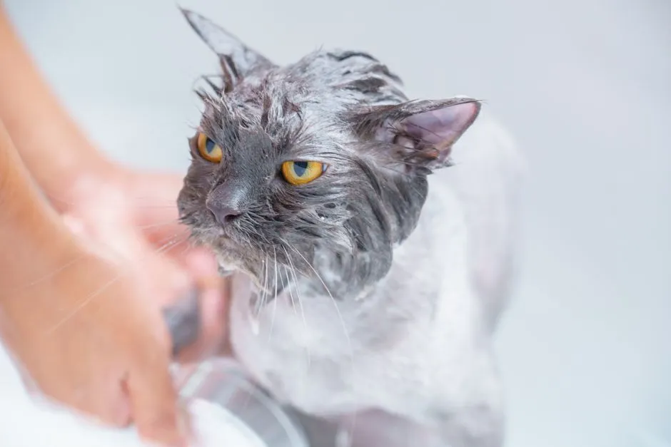 The Pet-Owner Boom Is Reshaping the Space (Image Credits: Pexels)