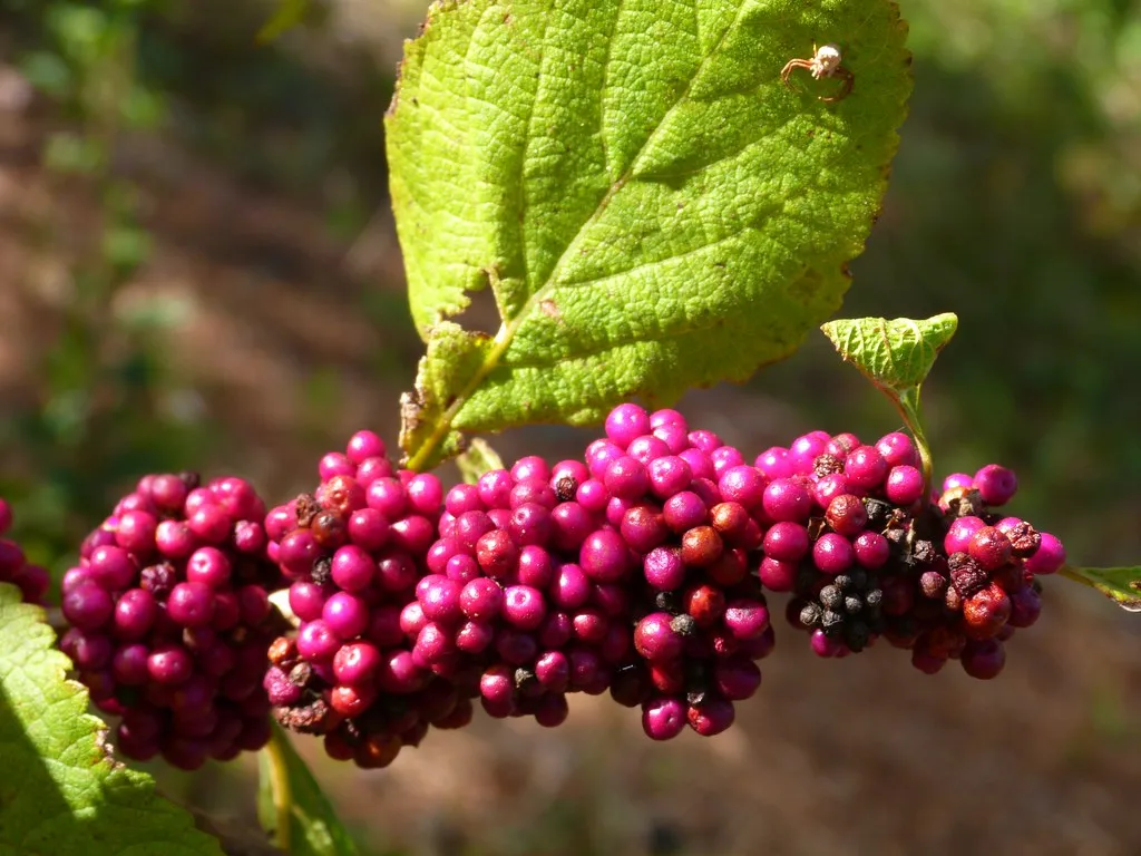2. American Beautyberry (Callicarpa americana) (Rusty Clark ~ 100K Photos, Flickr, CC BY 2.0)