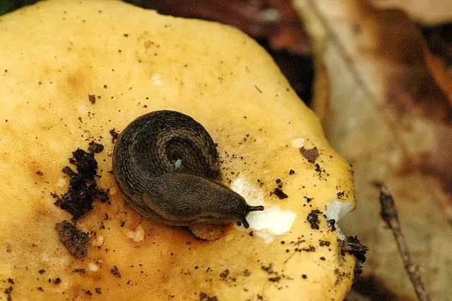 A Brain Wired for the Dark (James Lindsey's Ecology of Commanster Site, CC BY-SA 3.0)