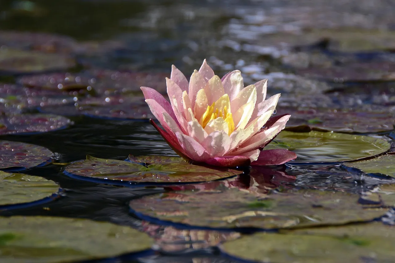 Trail 6: Lily Pad Lake Trail, Breckenridge, Colorado (Image Credits: Pixabay)