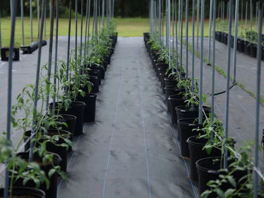 Lay a Weed Barrier Strategically (Image Credits: Pexels)