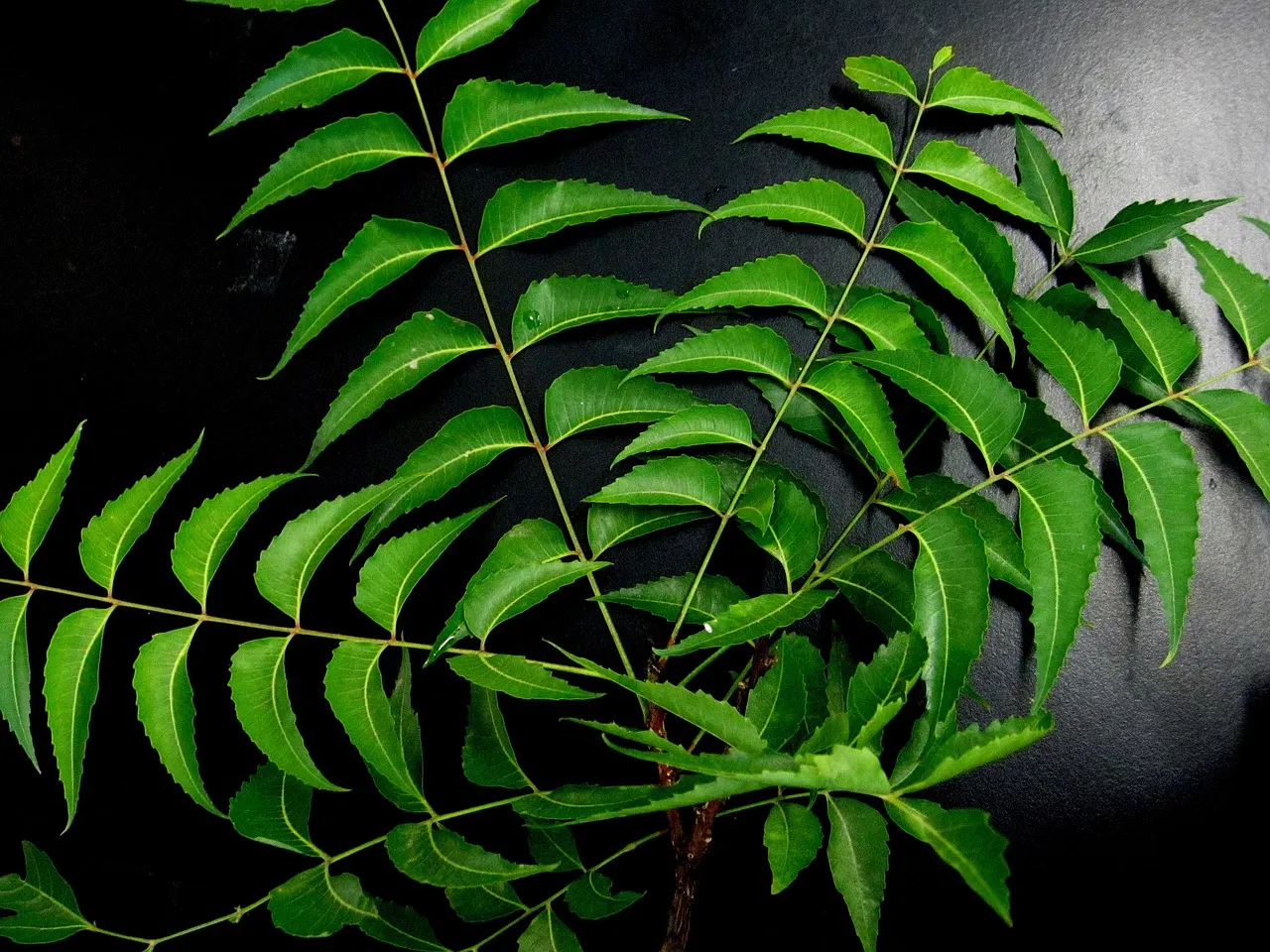 Neem Oil and Horticultural Oils (Image Credits: Pixabay)
