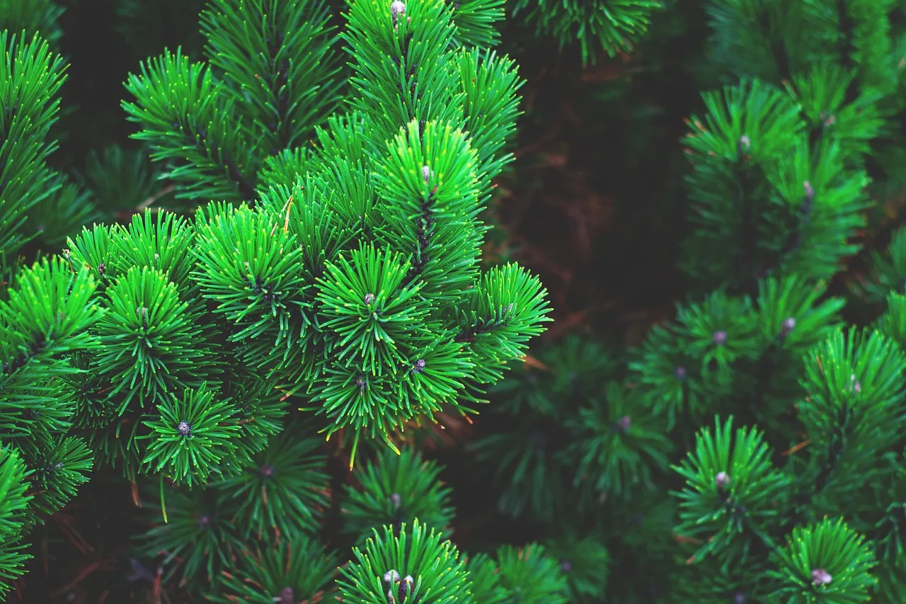 Pine Needles and Shredded Leaves as Light Reflective Options (Image Credits: Pixabay)