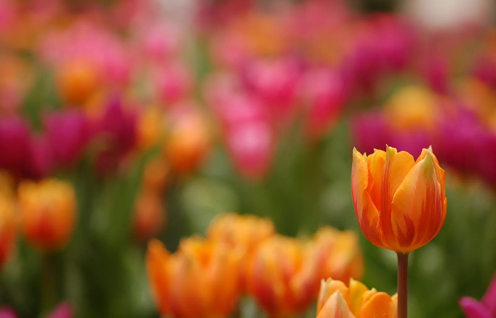 Growing Tulips in Warm Climates: The Refrigerator Method (By Photo by and (c)2008 Derek Ramsey (Ram-Man), GFDL 1.2)