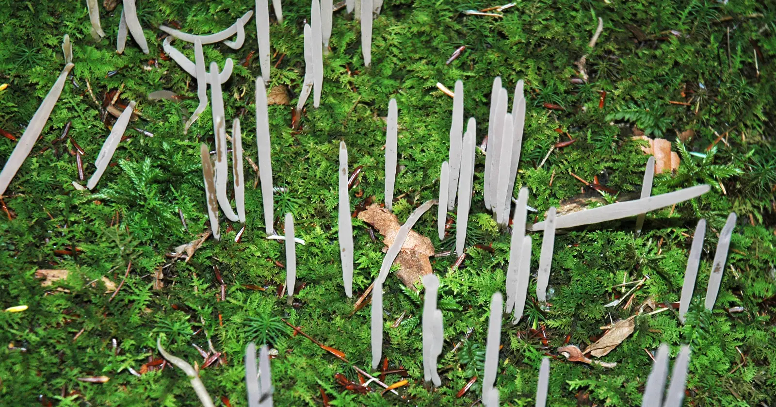 Measurable Yield Gains Backed by Research (By James St. John, CC BY 2.0)