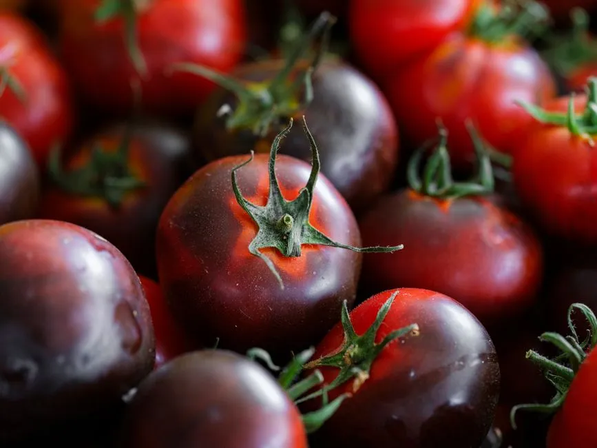 2. Cherokee Purple Tomato: A Pre-1890 Survivor (Image Credits: Pexels)