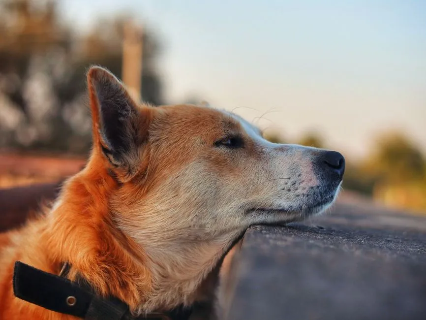 Sometimes It's Disappointment or Frustration (Image Credits: Pexels)
