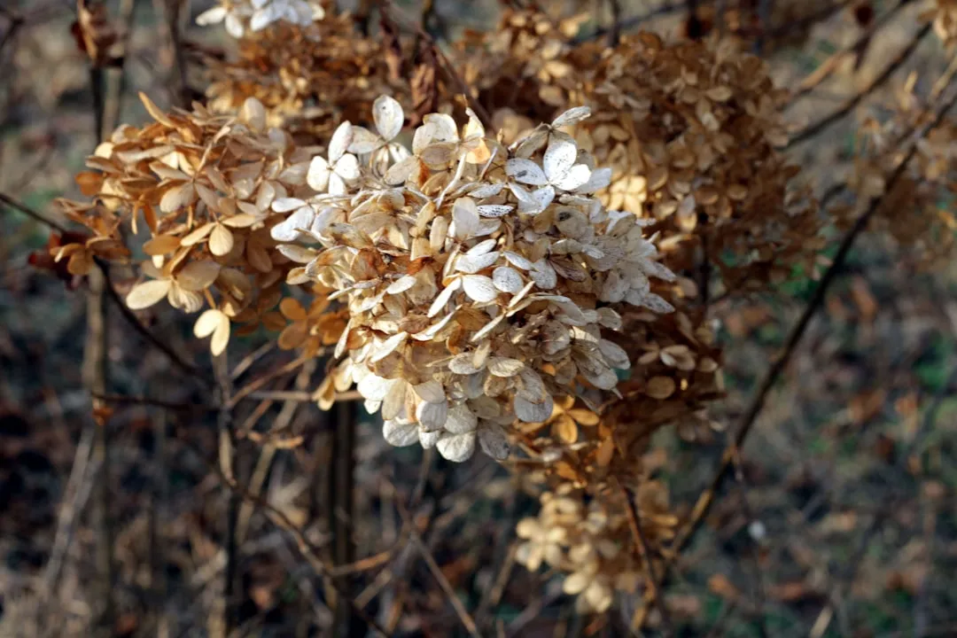 Water Stress Quietly Kills the Bloom Cycle (Image Credits: Unsplash)
