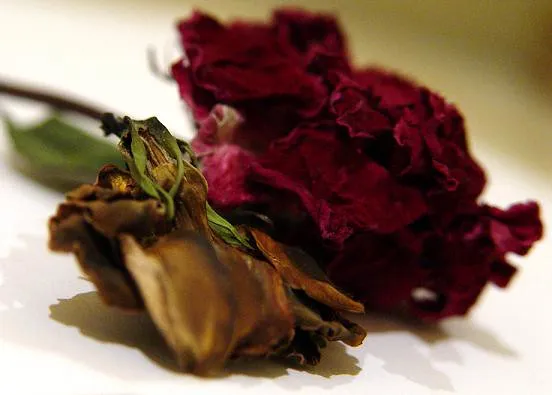 The Two Root Types and Why It Matters (Ghayty, Flickr, CC BY 2.0)