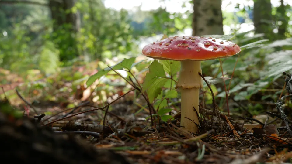 Why Mushrooms Keep Coming Back: Understanding the Soil Signal (Image Credits: Stocksnap)