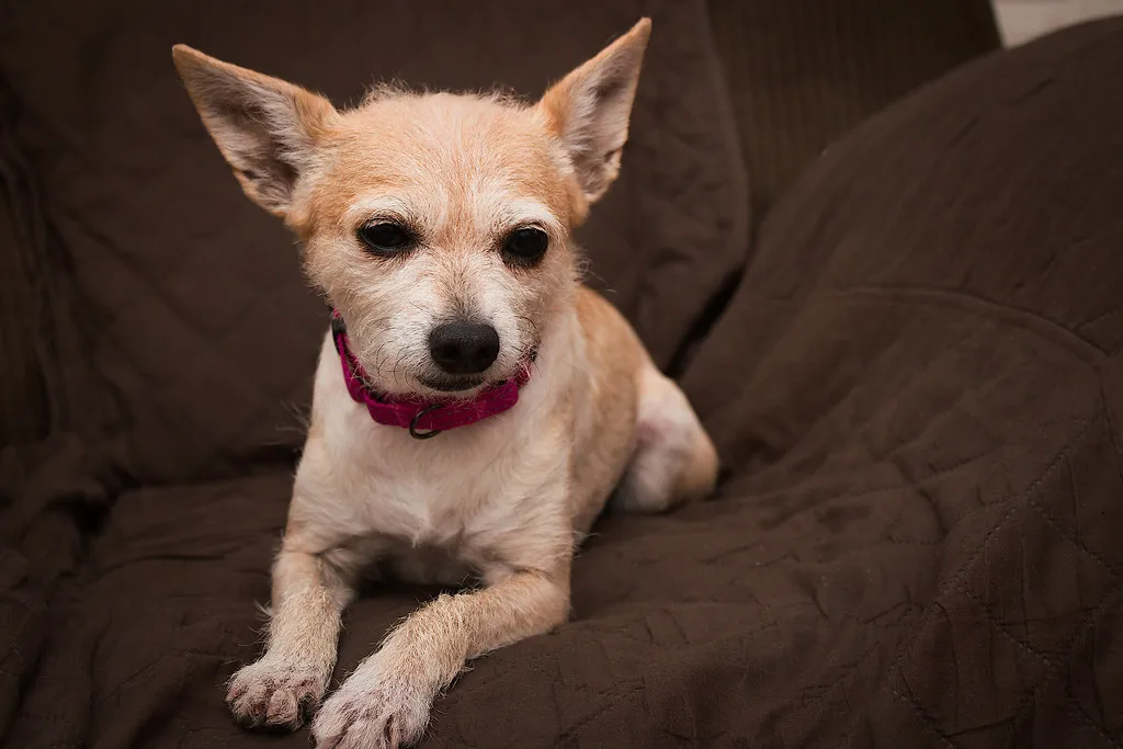 10. Pet Supplies (A Guy Named Nyal, Flickr, CC BY-SA 2.0)