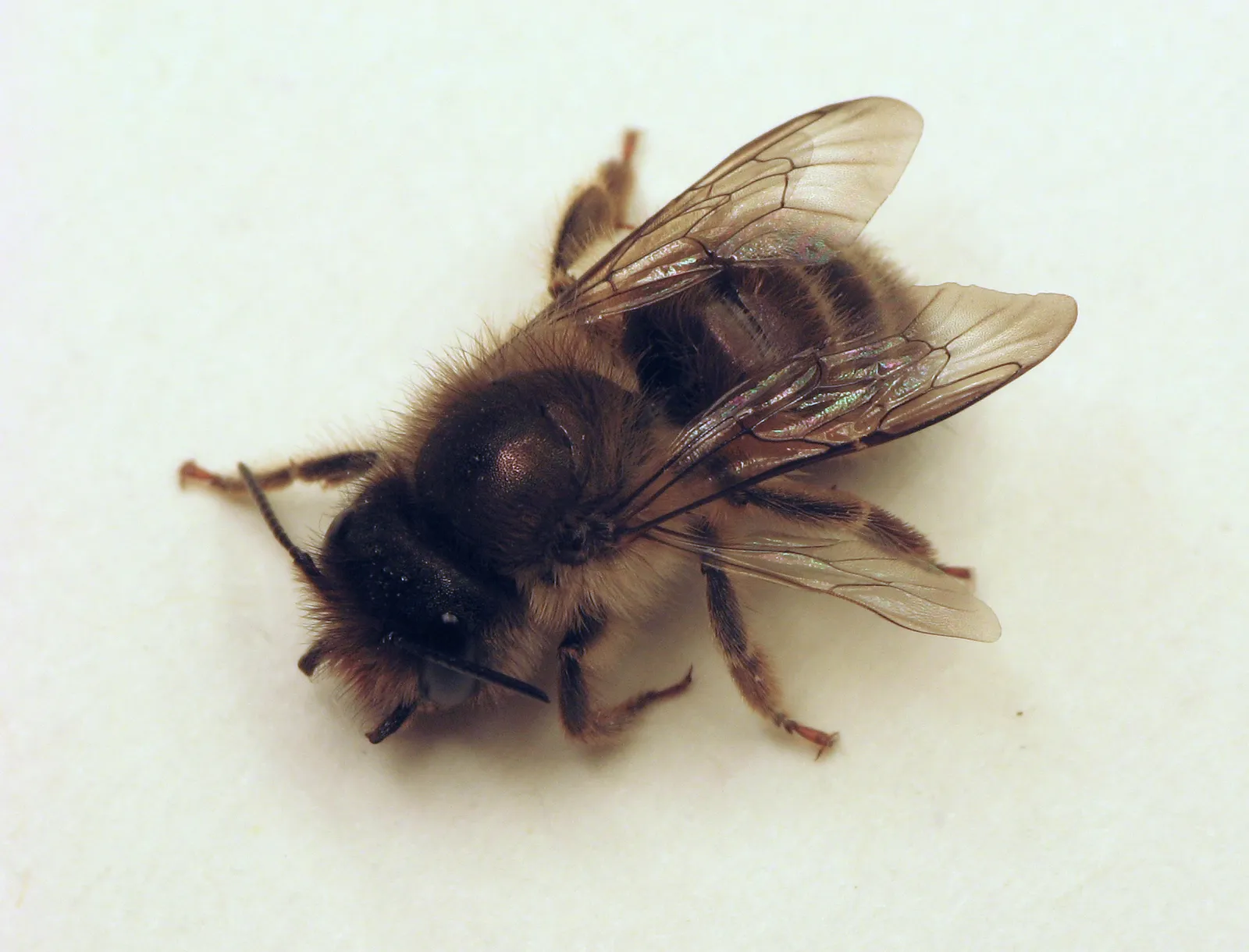 How Bees Weigh Quality Against Quantity (By Beatriz Moisset, CC BY-SA 3.0)