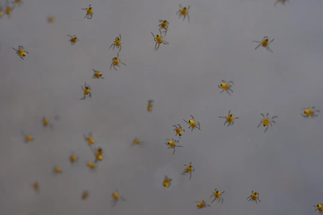 Winter Pests Are a Bigger Problem Than Summer Ones (Image Credits: Unsplash)