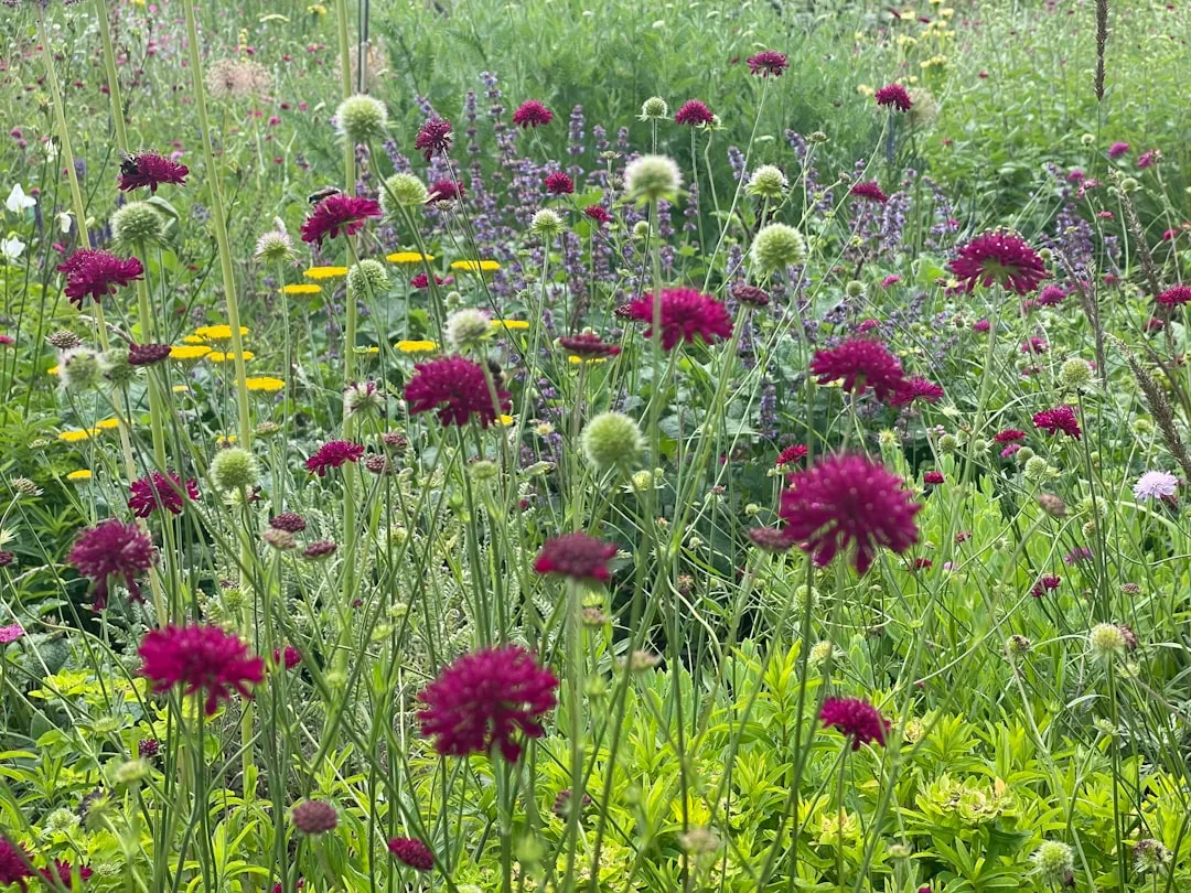 It's a Recognized Companion Plant for Common Vegetables (Image Credits: Unsplash)