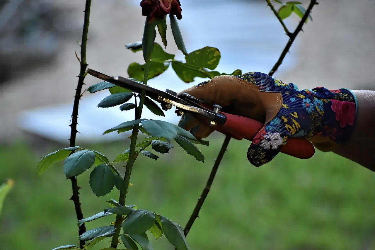 Bypass vs. Anvil Pruners: They're Not Sharpened the Same Way (Image Credits: Pixabay)