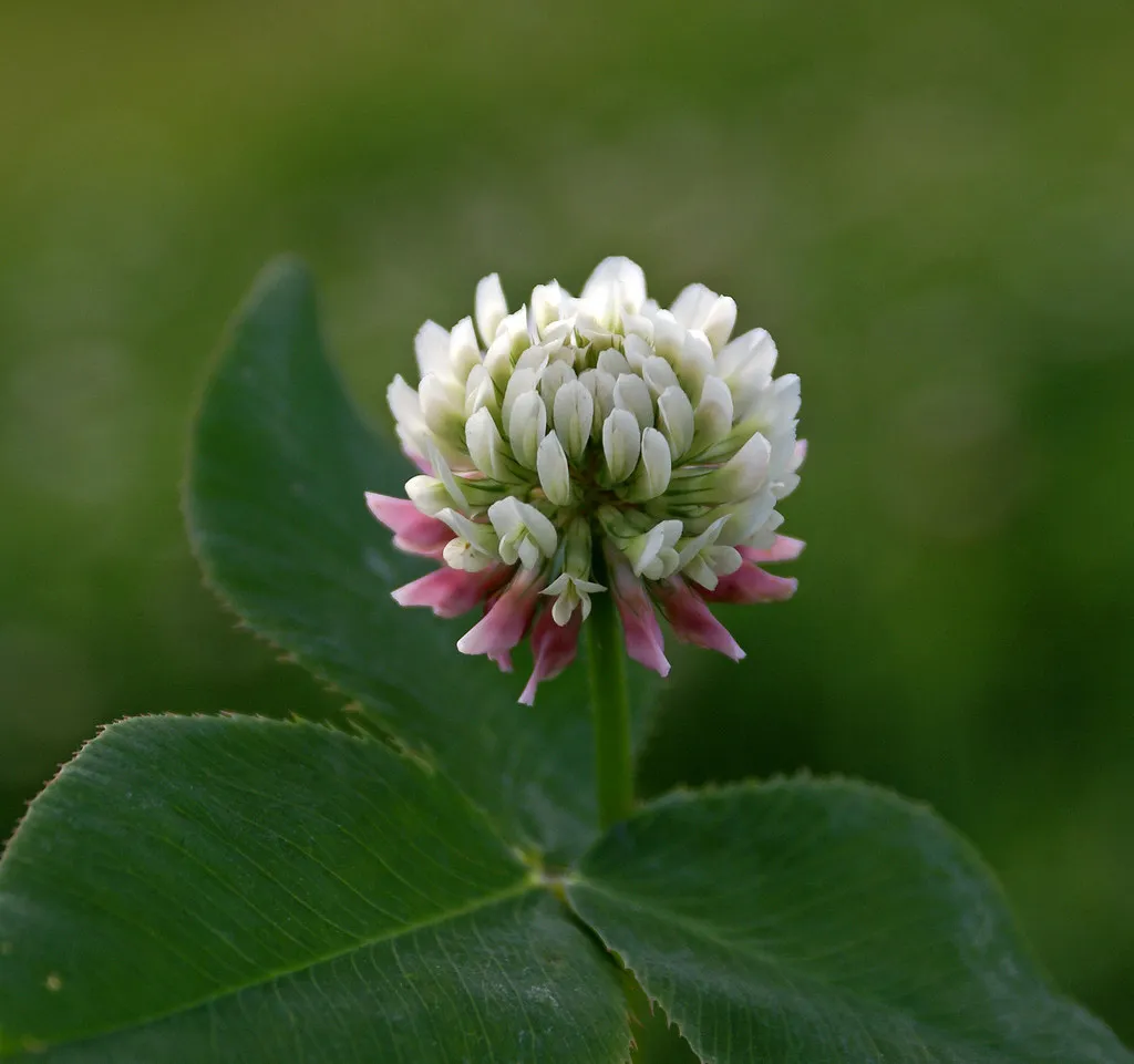 Your Soil Is Sending You a Signal (randihausken, Flickr, CC BY-SA 2.0)