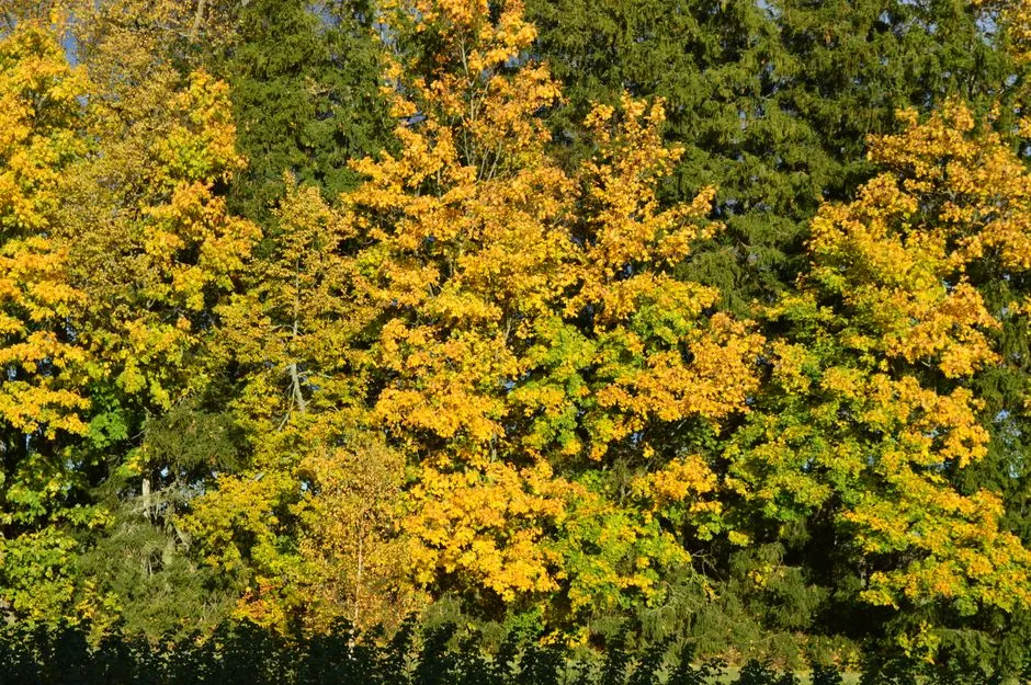 7. Bigleaf Maple (Acer macrophyllum) - The California Native (Image Credits: Pexels)