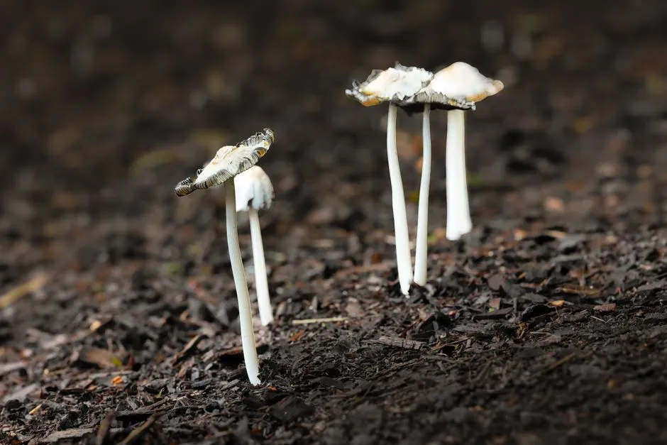 3. Sudden Mushroom Explosions (Image Credits: Pexels)