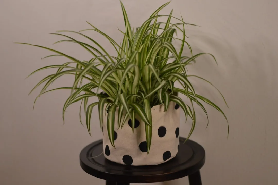 The Spider Plant Person: You're a Natural Caretaker Who Can Overextend (Image Credits: Unsplash)