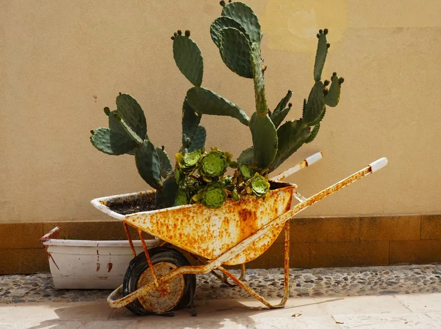 Thrifted and Upcycled: The Search Trend Behind the Wheelbarrow Boom (Image Credits: Pexels)