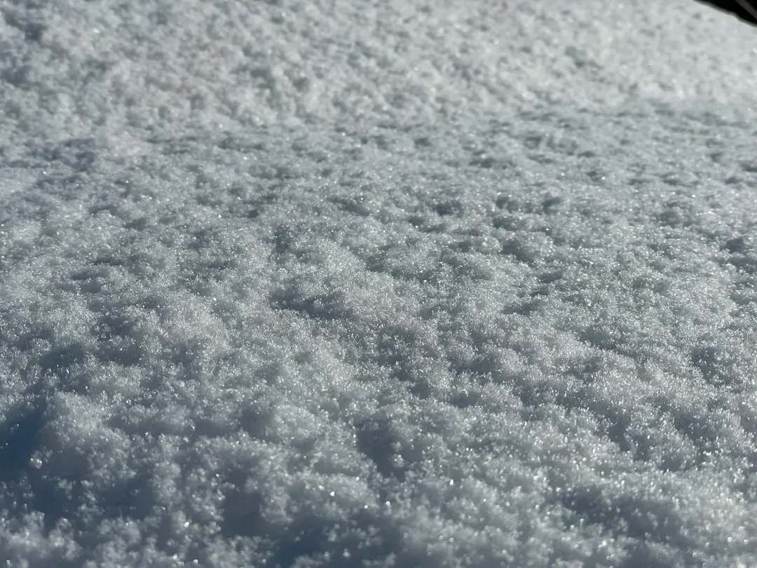 How Snow and Soil Insulation Protect the Dormant Plant (Image Credits: Unsplash)