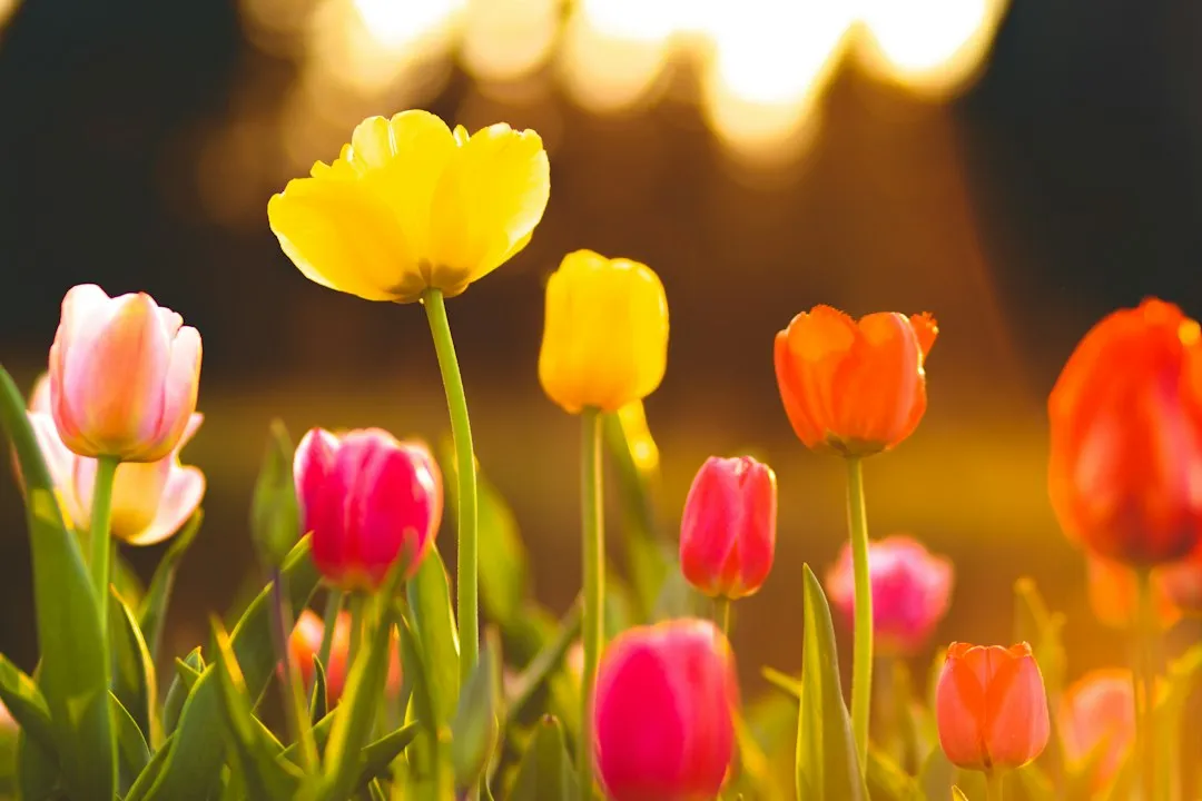 After the Cold Ends: The Spring Awakening (Image Credits: Unsplash)