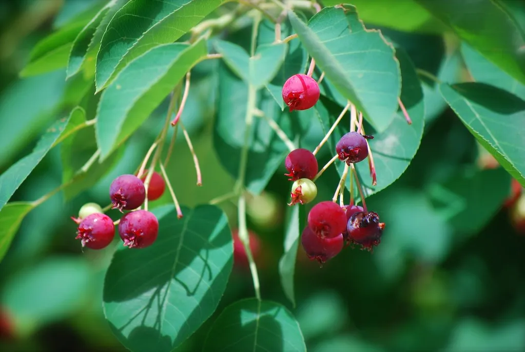 2. Serviceberry (Amelanchier spp.): Four Seasons of Wildlife Value (Actual Brian Crawford, Flickr, CC BY 2.0)