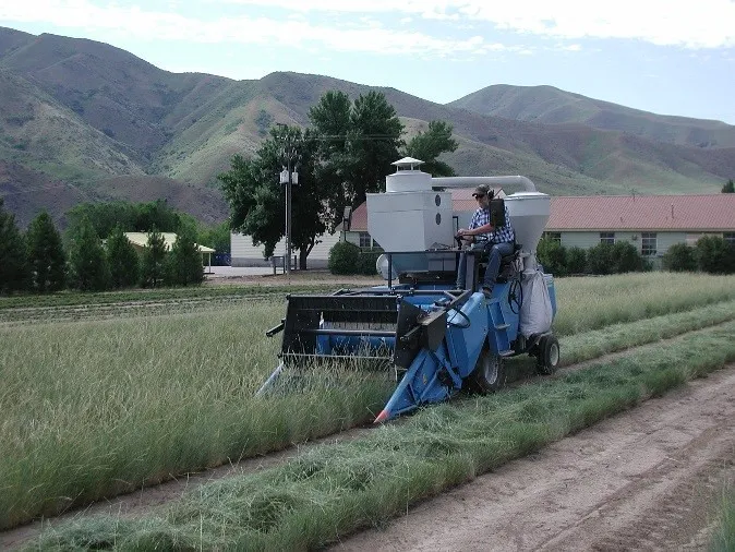 Harvesting at the Right Time Is Non-Negotiable (Image Credits: Flickr)
