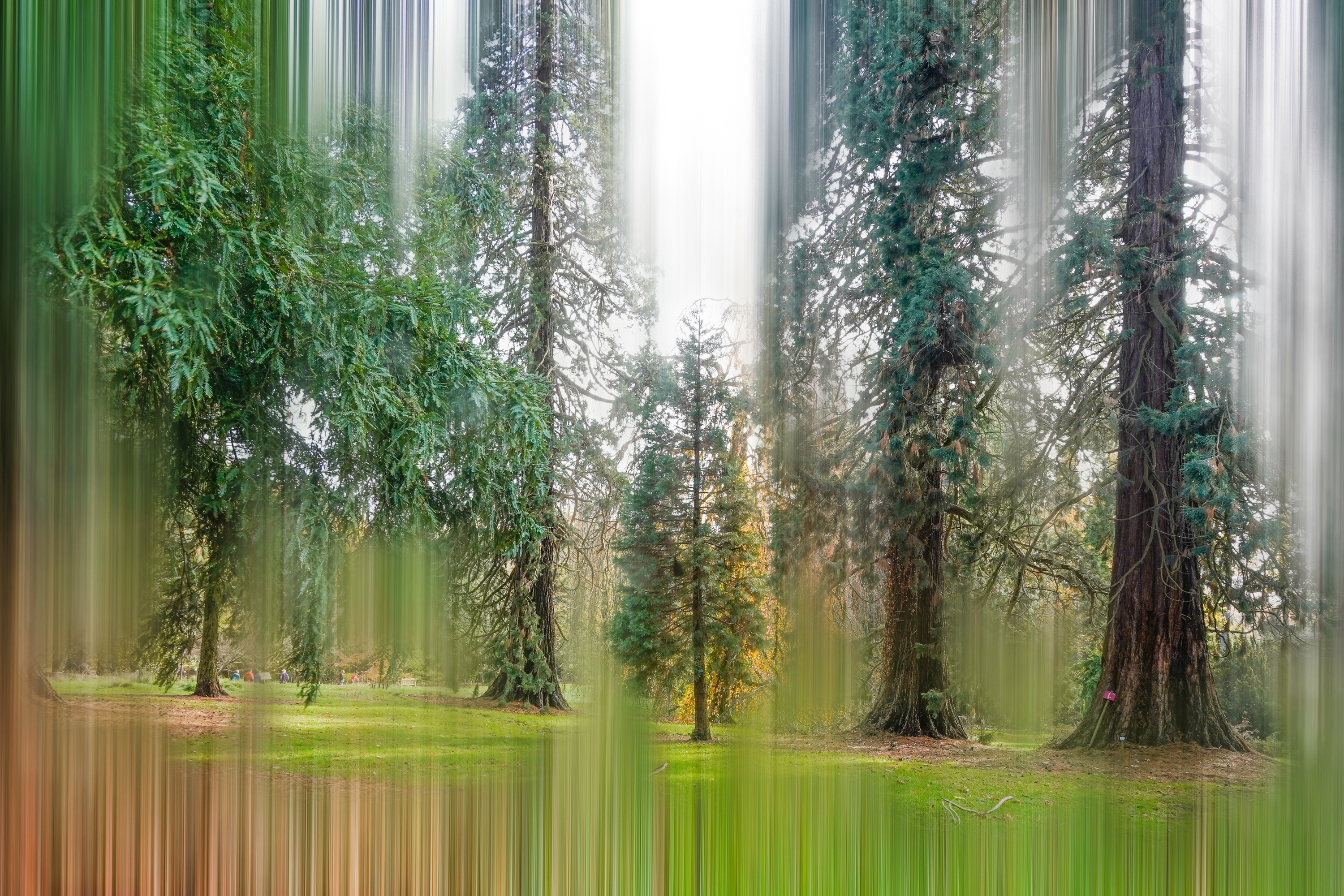 Craving Relief from the SoCal Sun? Plant These 6 Fast-Growing Shade Trees