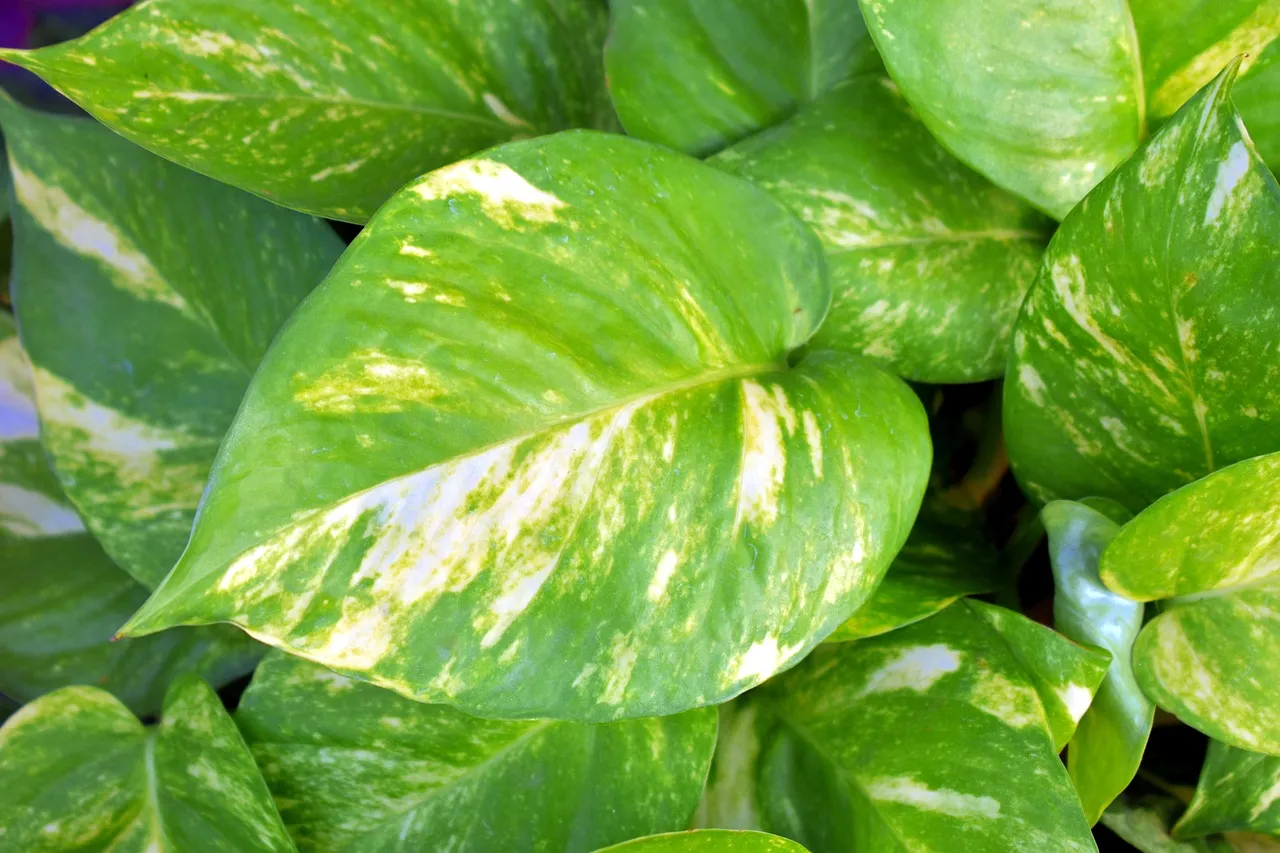 The Pothos: The Adaptable Optimist (Image Credits: Pixabay)