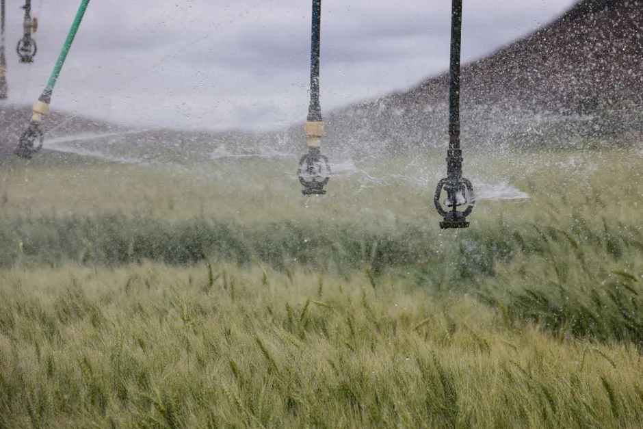 Try the Overhead Irrigation Method (Image Credits: Pexels)