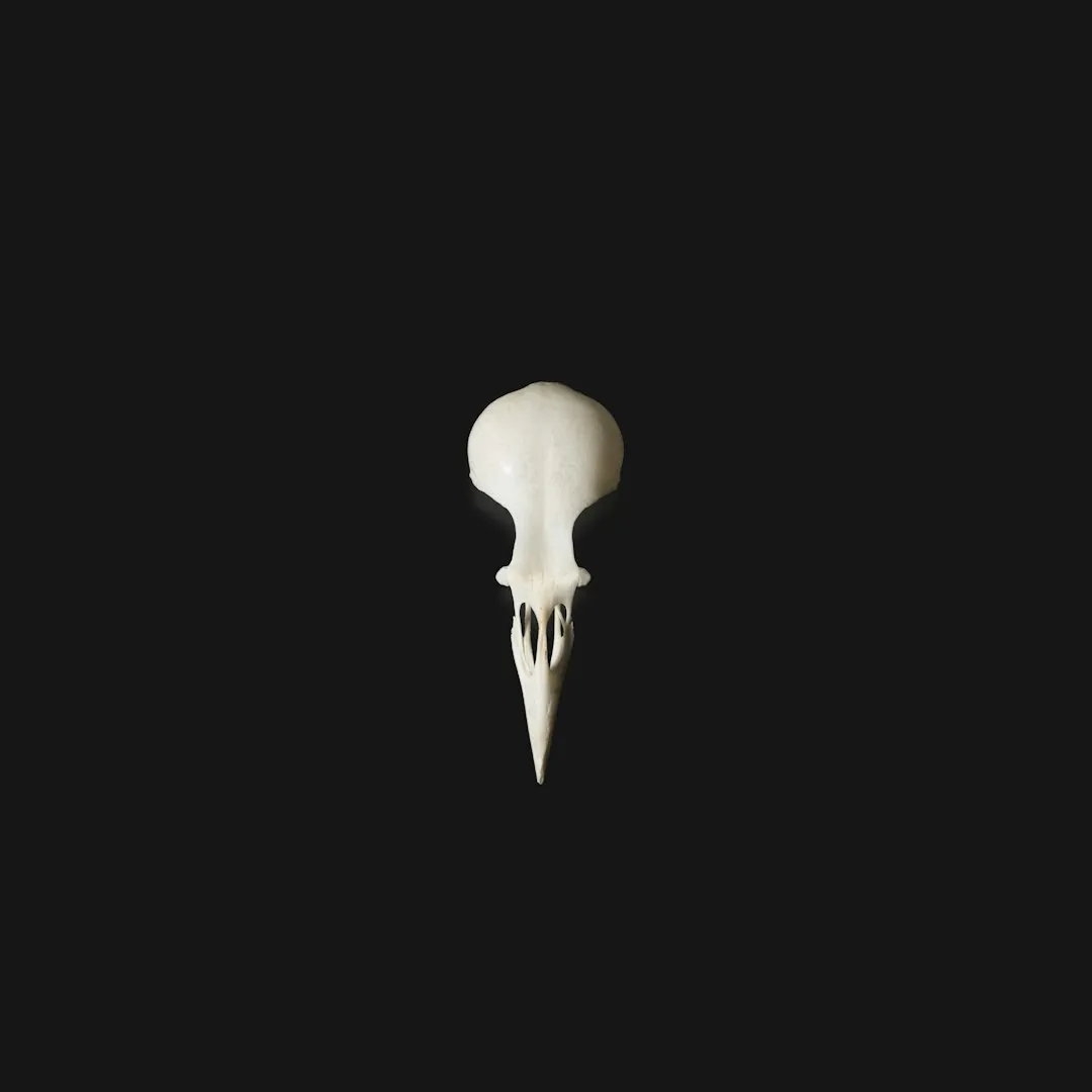A Small, Tightly Fitted Brain (Image Credits: Unsplash)