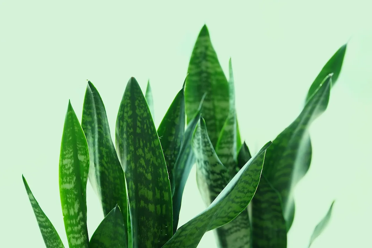 1. Snake Plant (Dracaena Trifasciata): The Indestructible Bedroom Classic (Image Credits: Pixabay)