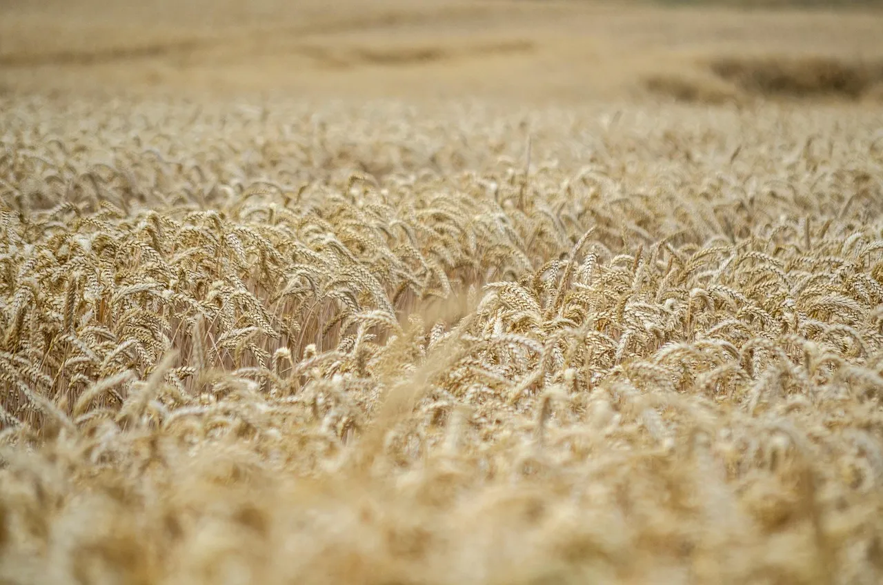 The Corn Belt Is Slowly Moving North (Image Credits: Pixabay)