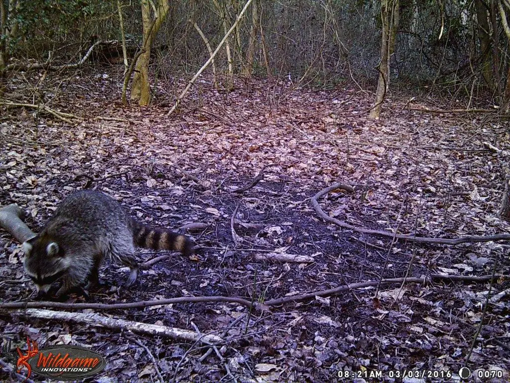 It's Rooted in Their Natural Foraging Habitat (drstew82, Flickr, CC BY-SA 2.0)