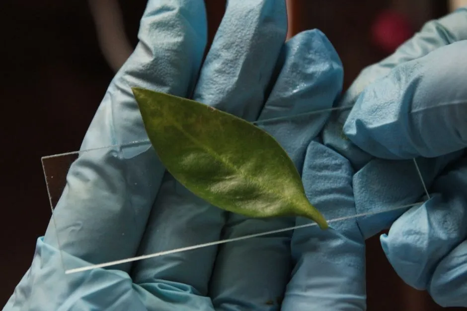 Why Plants Actually Evolved This Behavior (Image Credits: Pexels)