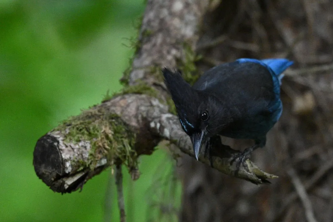 Why the Steller's Jay Adds to Western Confusion (Image Credits: Unsplash)