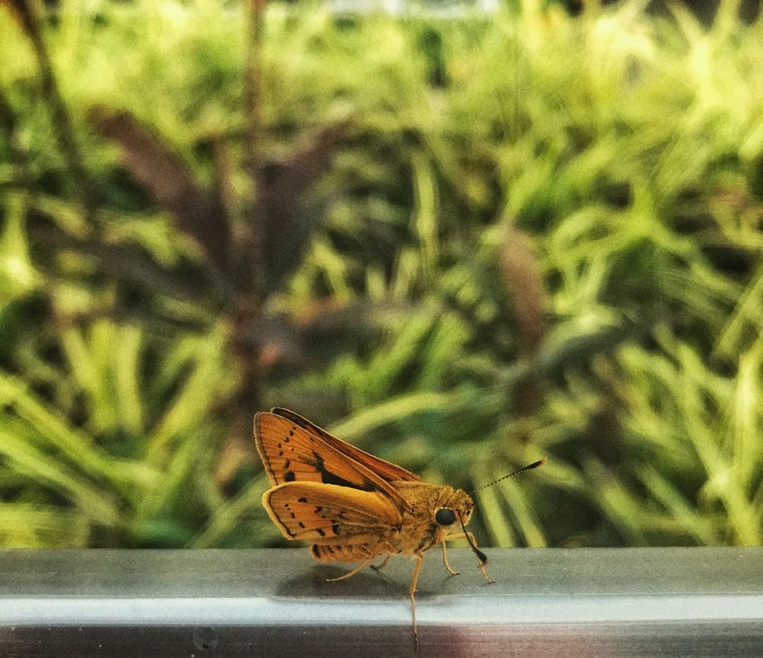 When the Wasp Finally Leaves (Image Credits: Unsplash)