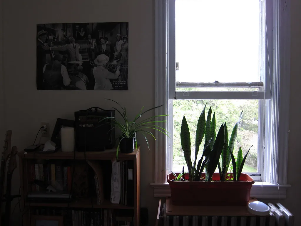 1. The Snake Plant Owner Wants An Edge While They Sleep (schizoform, Flickr, CC BY 2.0)