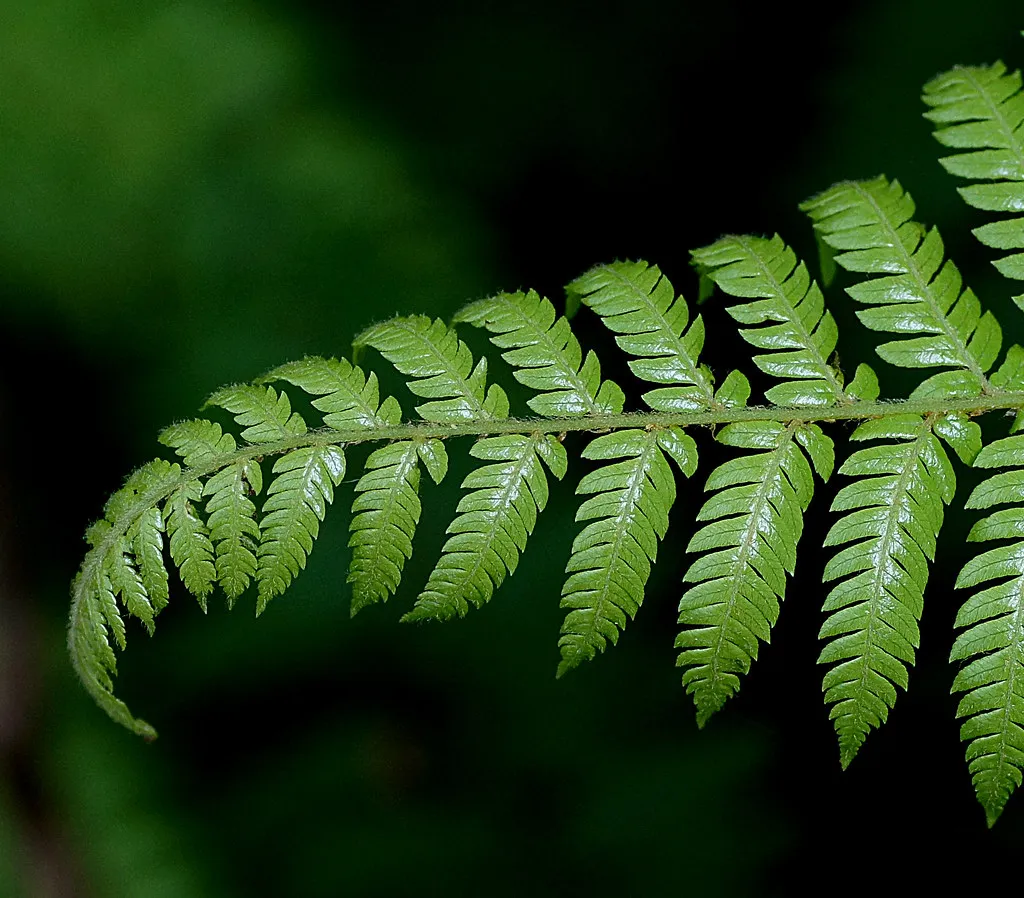 The Soft Minimalist: One Plant, Perfect Pot, Zero Compromise (Image Credits: Flickr)