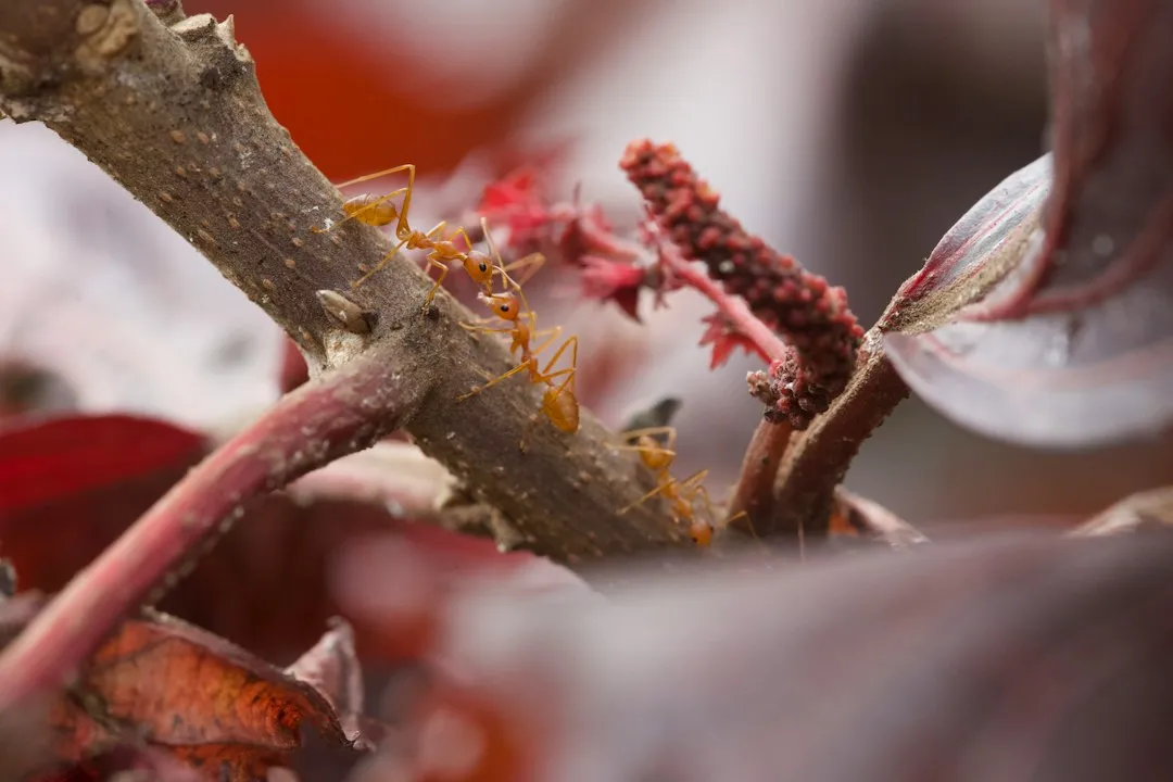 The Insect Defense Theory: Sending a Warning Signal (Image Credits: Unsplash)
